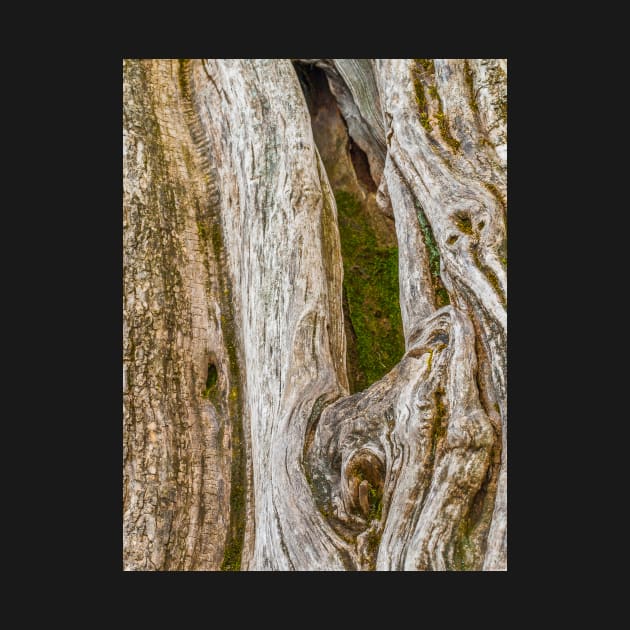 The bark of old trees by Hujer