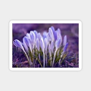 Violet Poetry of Spring Magnet