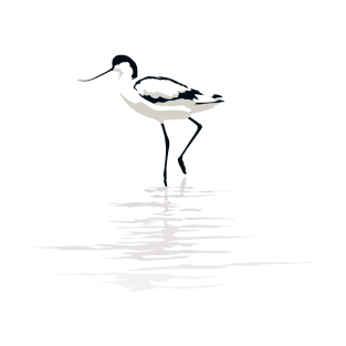 Pied Avocet on White Background T-Shirt