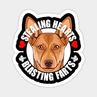 Funny Carolina Dog Stealing Hearts Blasting Farts Dog Cute Puppy Magnet