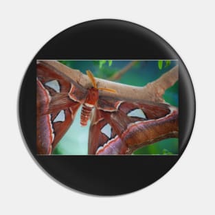 Atlas Moth Pin