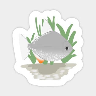 silver dollar fish Magnet