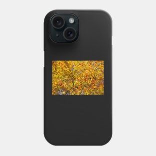 Autumn leaves, leaf color, beech, tree Phone Case