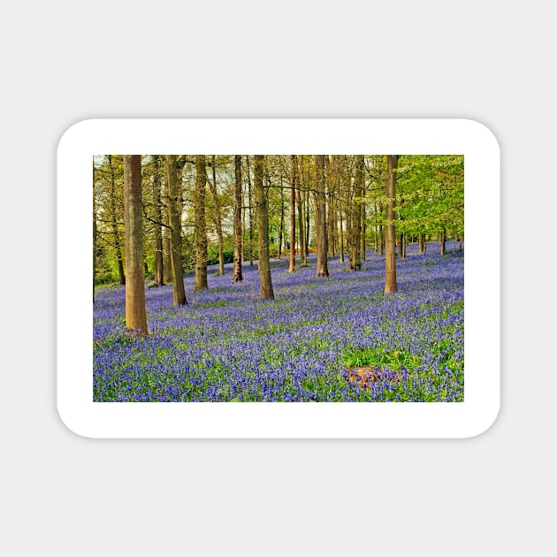 Bluebells Bluebell Woods Greys Court Oxfordshire UK Magnet by AndyEvansPhotos