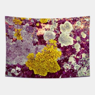 Lichen Tapestry