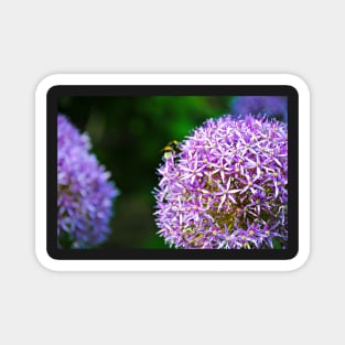 Purple Blooms Magnet