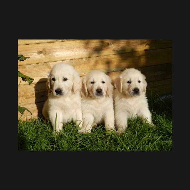 Cute Golden Retriever Puppies by kawaii_shop