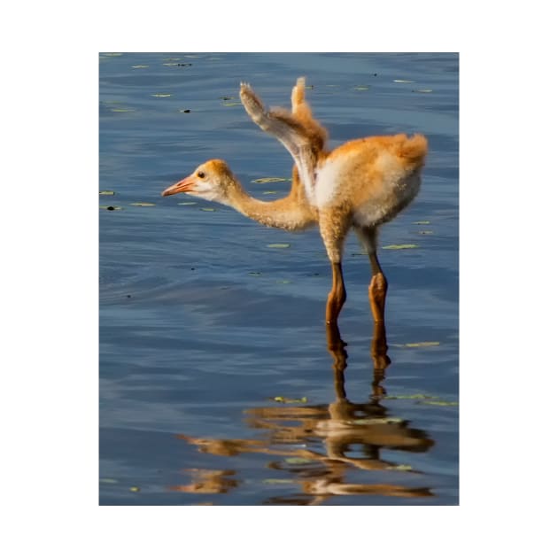 Sandhill crane chick by joesaladino