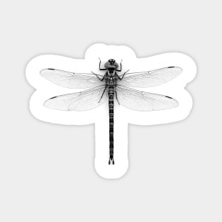 Dragonfly Magnet