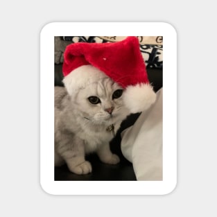 SILLY CHRISTMAS CAT Magnet