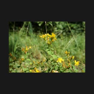 Spotted St. John's Wort T-Shirt