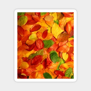 Golden Autumn Leaves Magnet