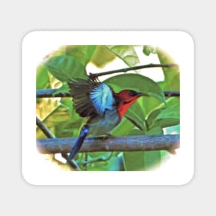 EASTERN CRIMSON SUNBIRD ART Magnet