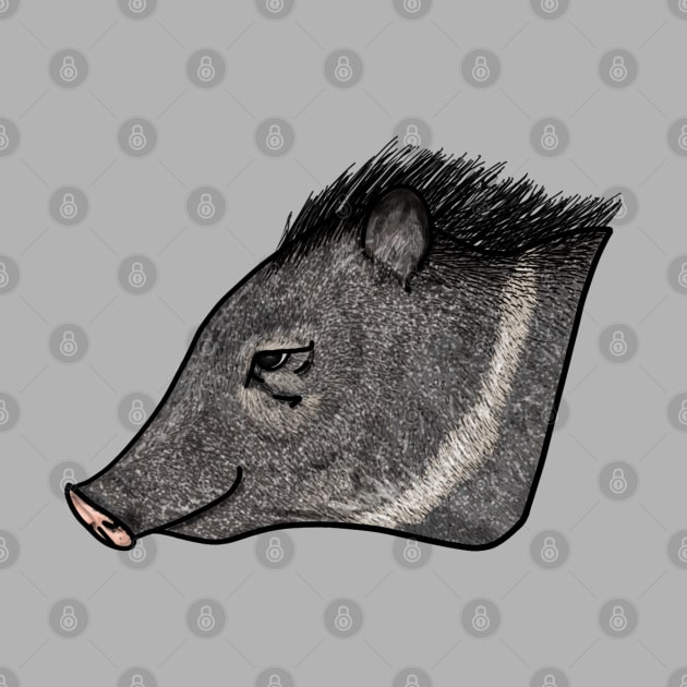 Collared peccary (Pecari tajacu) caititu cateto by wrsartist