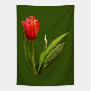 Single Red Tulip Tapestry