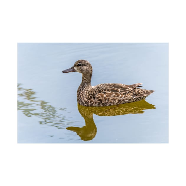 Female Blue-winged Teal by Debra Martz