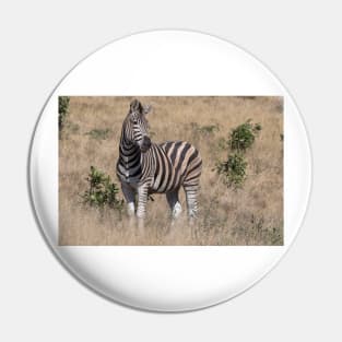 Zebra Pin