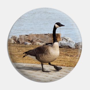 Canada Goose Walking On The Sidewalk Pin