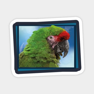 military macaw Magnet