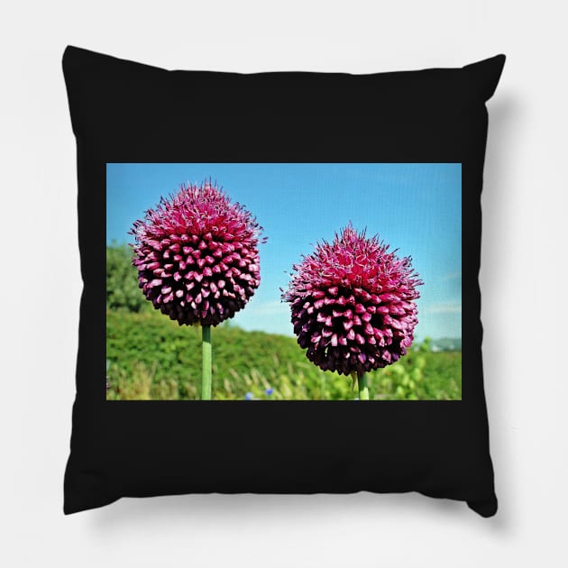 Drumsticks - Allium Sphaerocephalon Pillow by AH64D