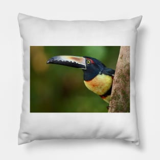 Collared Aracari (Pteroglossus torquatus) Costa Rica Pillow