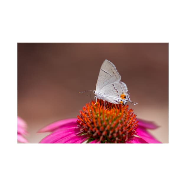 Gray Hairstreak Butterfly on Wild Berry Coneflower by Debra Martz