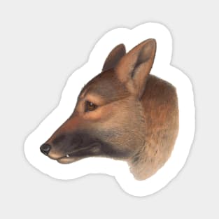 Canis dingo Australian wildlife canine Magnet