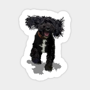 Cockapoo Magnet