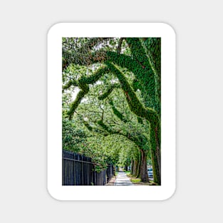 Tree Lined St Charles Street New Orleans by Debra Martz Magnet