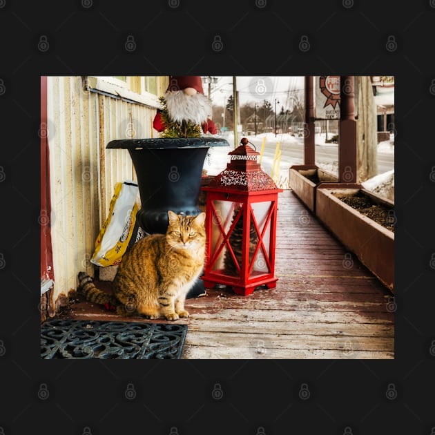 Country Store Cat 3 by Robert Alsop