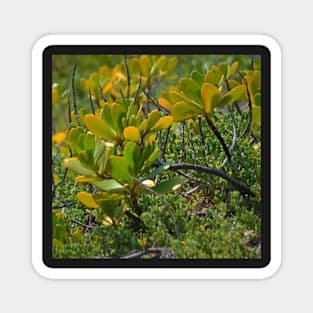 Beach Mangrove 2 Magnet