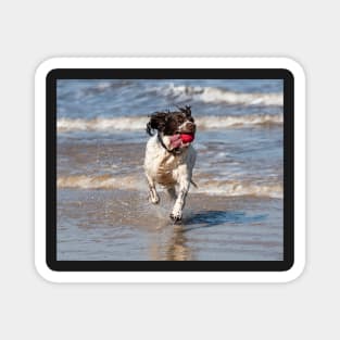 English Springer spaniel Magnet