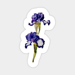 Bearded Iris 'Going My Way' Magnet