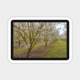 Almond Blossoms Magnet