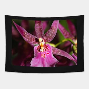 Zygopetalum in Pink Tapestry