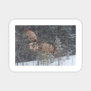 Through the Snow - Great Grey Owl Magnet