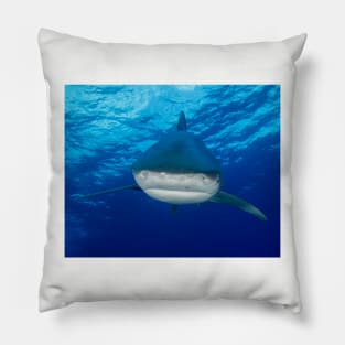 Say Hello To An Oceanic White Tip Shark Pillow