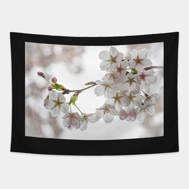 White Cherry Blossom Tapestry by TonyNorth