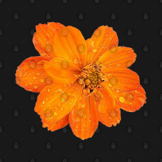 Vibrant Orange Sulfur Cosmos by DesignMore21