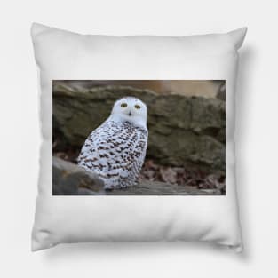 Snowy Owl Pillow