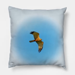 Flying harrier Pillow