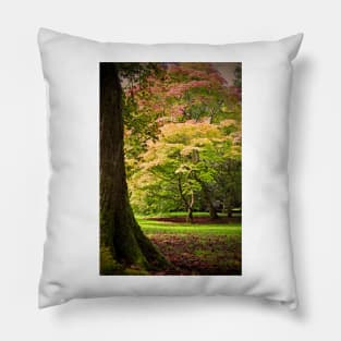 Autumn Acer Tree Westonbirt Arboretum Cotswolds Gloucestershire Pillow