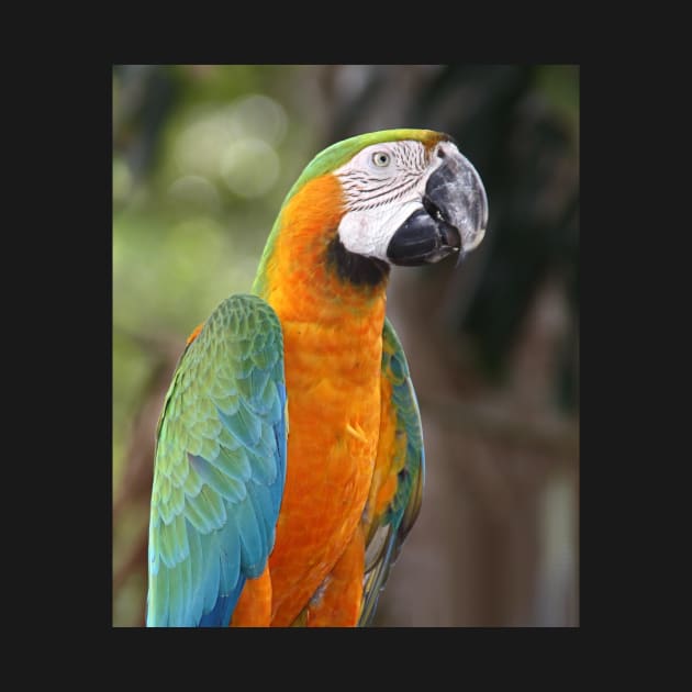 Harlequin Macaw by Carole-Anne