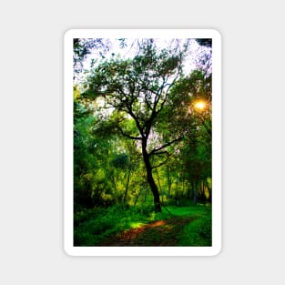 Wonderful curved tree surrounded with lush greenery Magnet