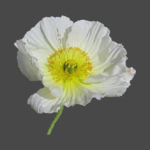 White Poppy by BKMuir