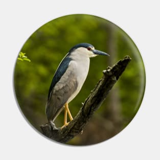 Black-Crowned Night Heron Pin