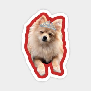Princess Puffins Pomeranian Magnet