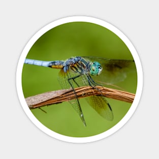 Blue Dasher Dragonfly Photograph Magnet