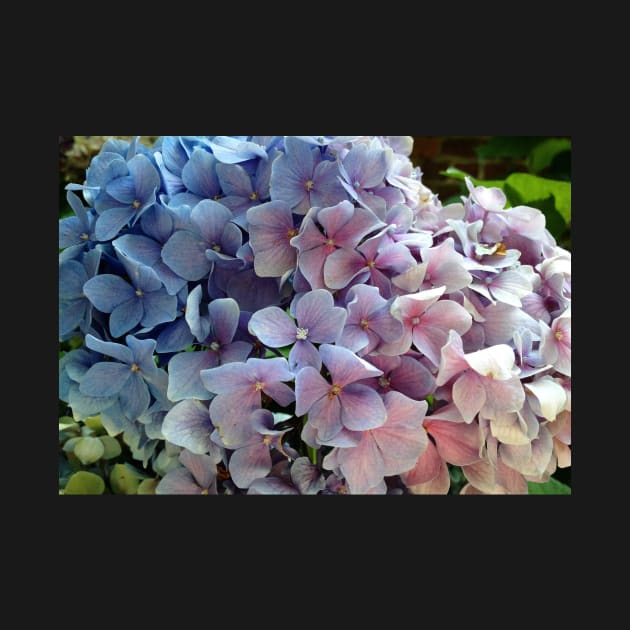 Hydrangea by KatieSchutteArt