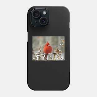 Northern cardinal perching on an ice-coated branch Phone Case